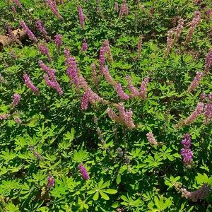 Meet your Posher, Destiny